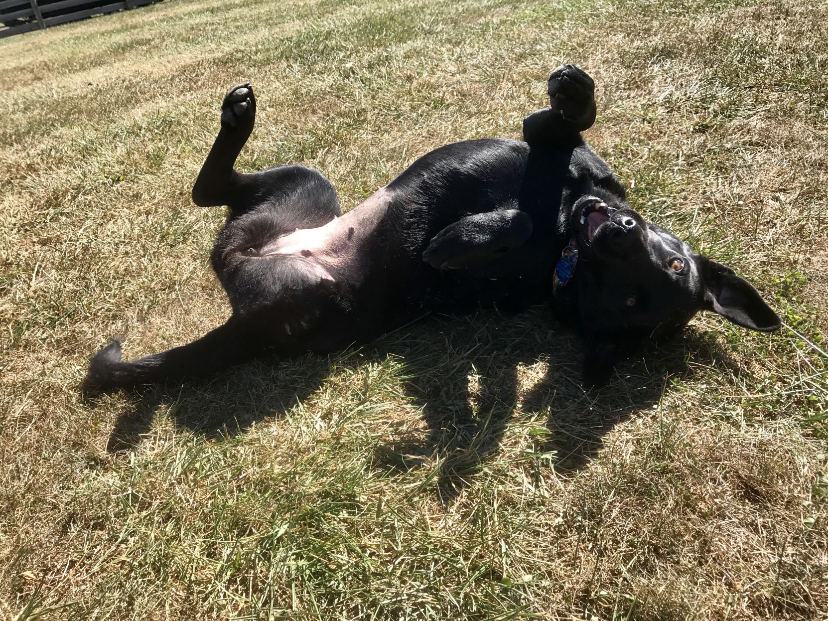 Lab Rescue - Rosabelle.jpg